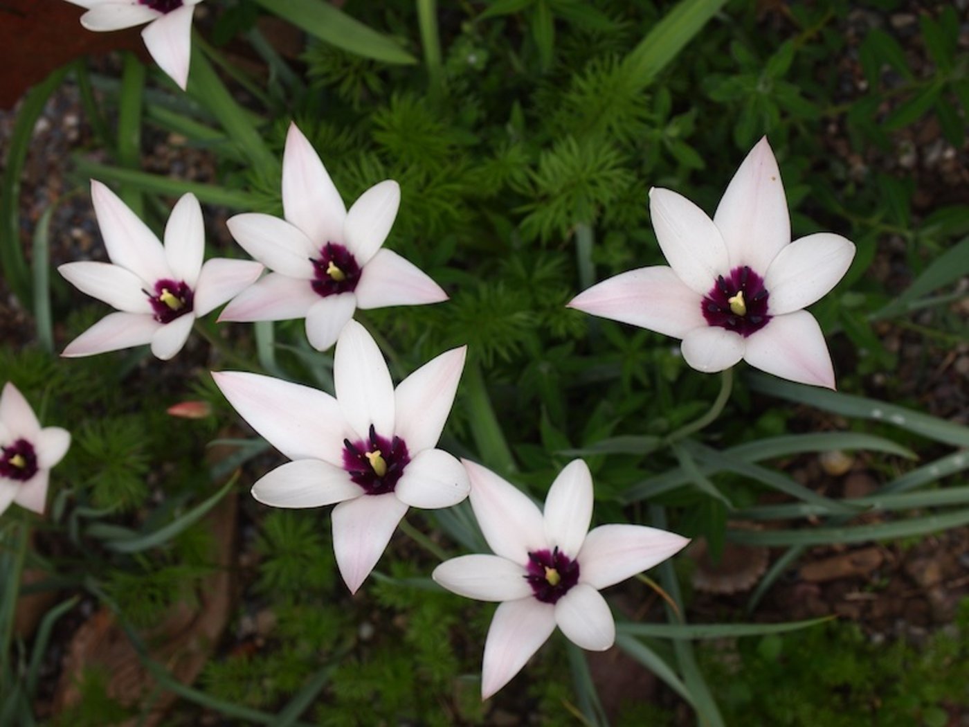 Erste Farbtupfer mit der eleganten Tulipa ’Peppermintstick’ in Kombination mit einer Staudenpflanzung. 
