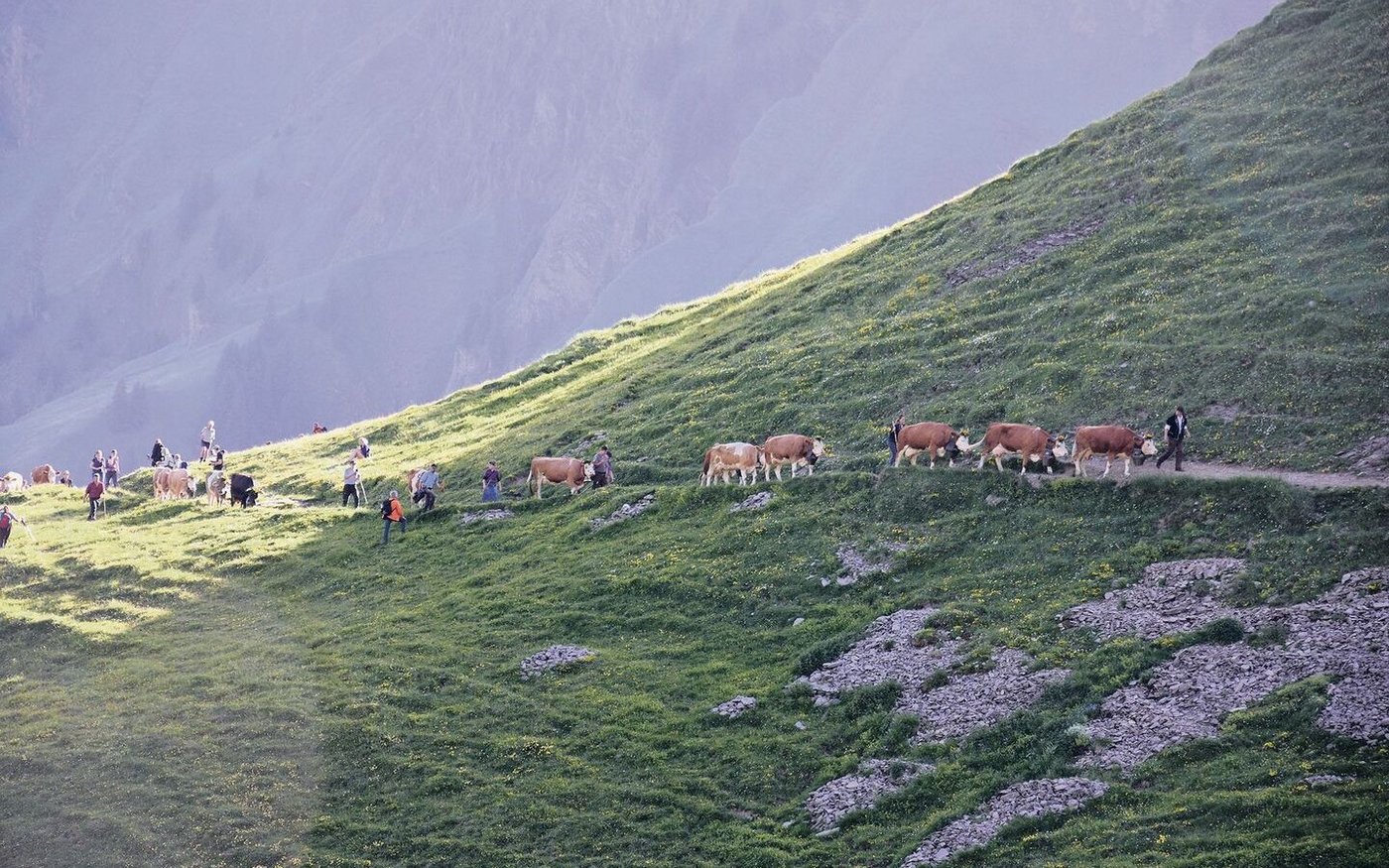 In Reih und Glied sind die Tiere unterwegs. Zum Teil sind die Kühe schön mit Blumen geschmückt. 