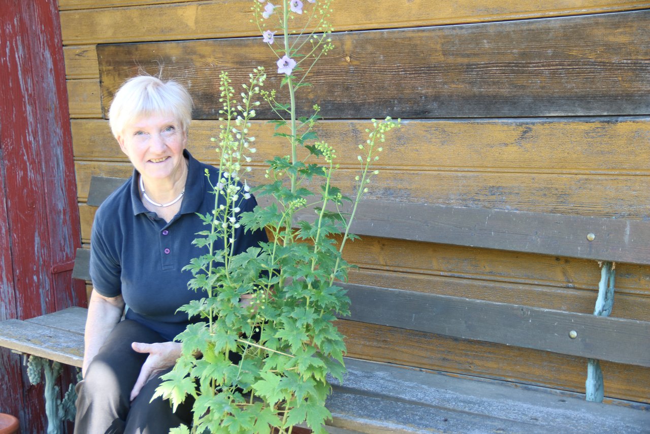 Vreni Brodbeck hat viele Talente und Hobbys. Eines davon sind ihre selbst gezogenen Topfpflanzen, die rund ums Haus üppig blühen. (Bild Benildis Bentolila)