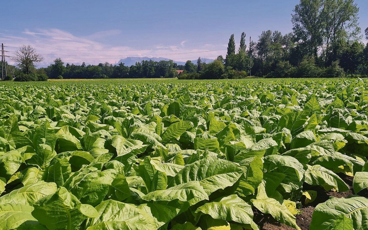 Der Tabakanbau ist in der Schweiz weiter rückläufig. Erntereife Blätter bei Patrick Egli in Geuensee LU. 