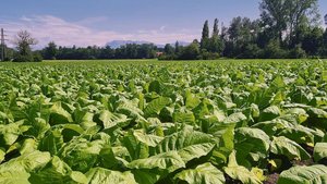 Der Tabakanbau ist in der Schweiz weiter rückläufig. Erntereife Blätter bei Patrick Egli in Geuensee LU. 