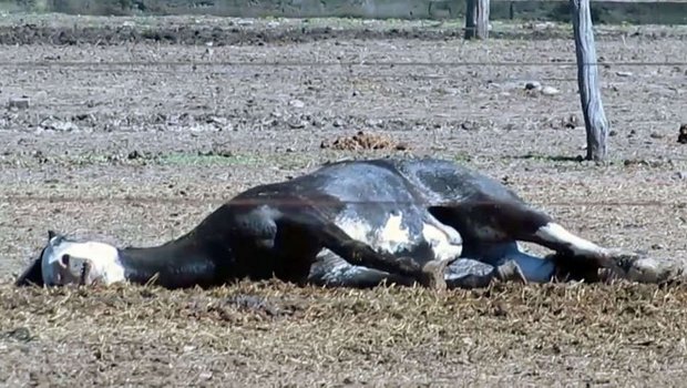 Kranke und verletzte Pferde werden ihrem Schicksal überlassen statt erlöst. (Bild Screenshot SRF)