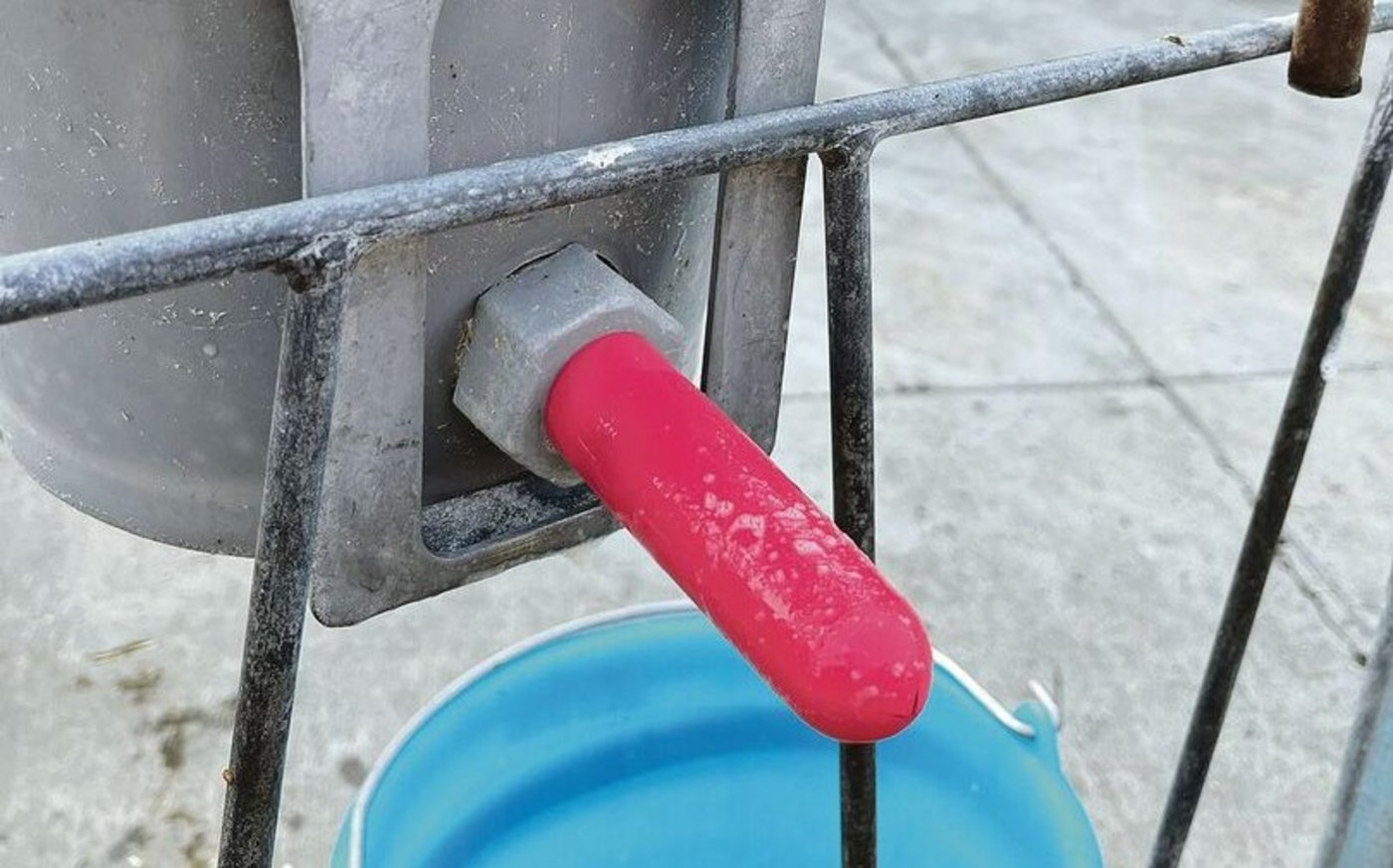 Einige Kälber kommen damit weniger gut klar. In diesen Fällen kommen längere Nuggi wie dieser hier zum Einsatz.