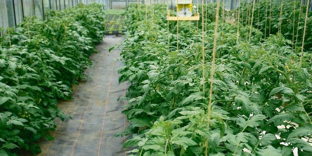 Die öffentliche Hand beteiligt sich nur in bestimmten Härtefällen an den Kosten im Falle eines Schädlings- oder Krankheitsbefalls.