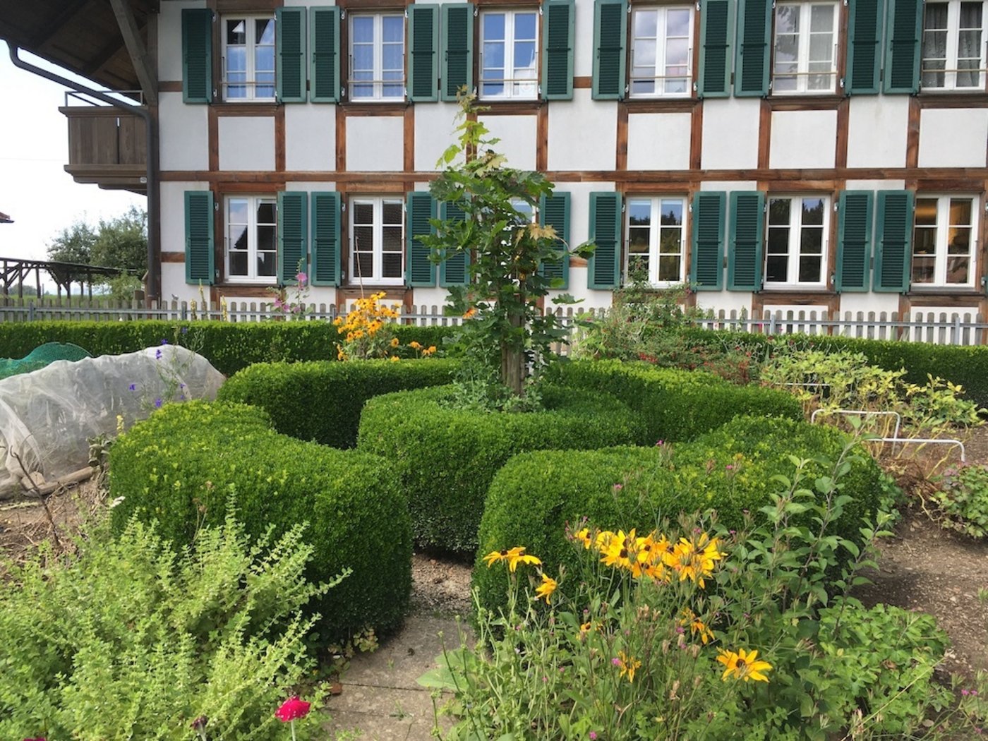 Hier wurde dem Buchsbaumzünsler zum Trotz hoher Buchs erhalten. (Bild jsc)