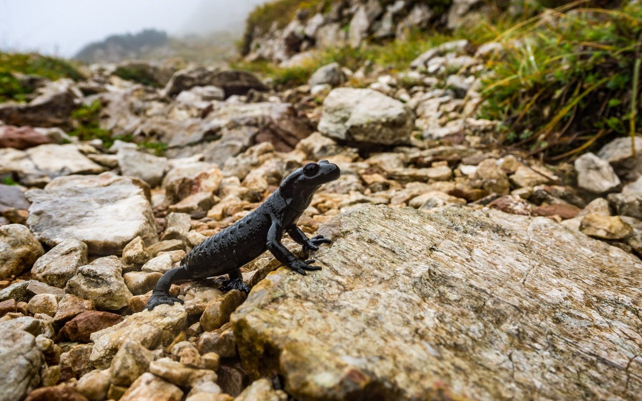 Die Zahl der Amphibienarten im Pilatusgebiet ist beachtlich. Unter anderem fühlen sich Feuersalamander und der rein schwarze Alpensalamander hier sehr wohl. 