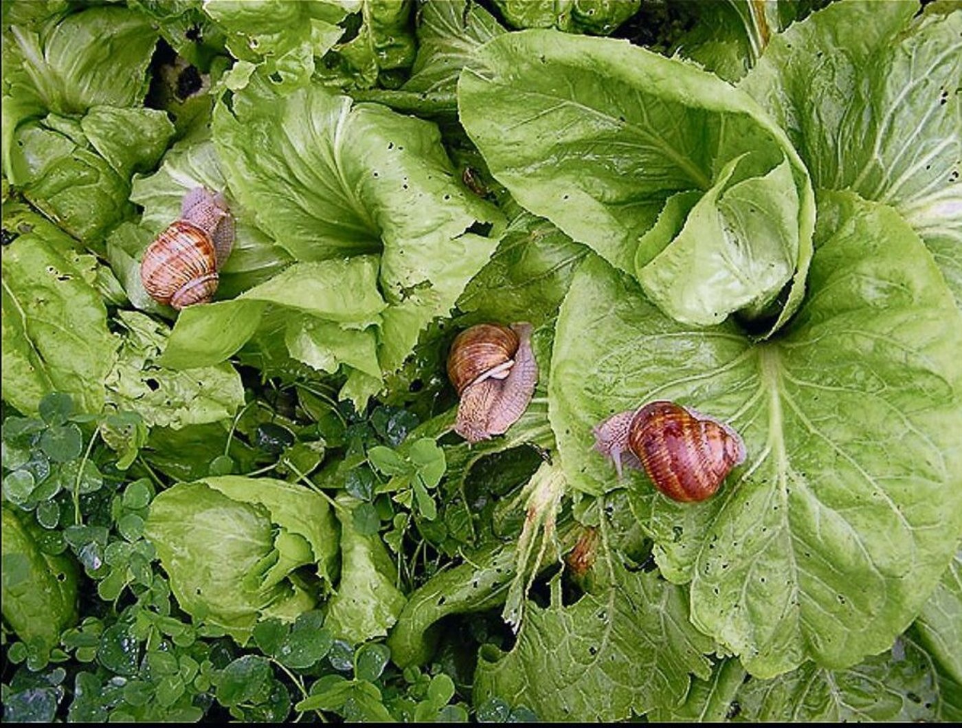 Weinbergschnecken gelten als Delikatesse. Von deren Zucht zu leben, ist aber schwierig.