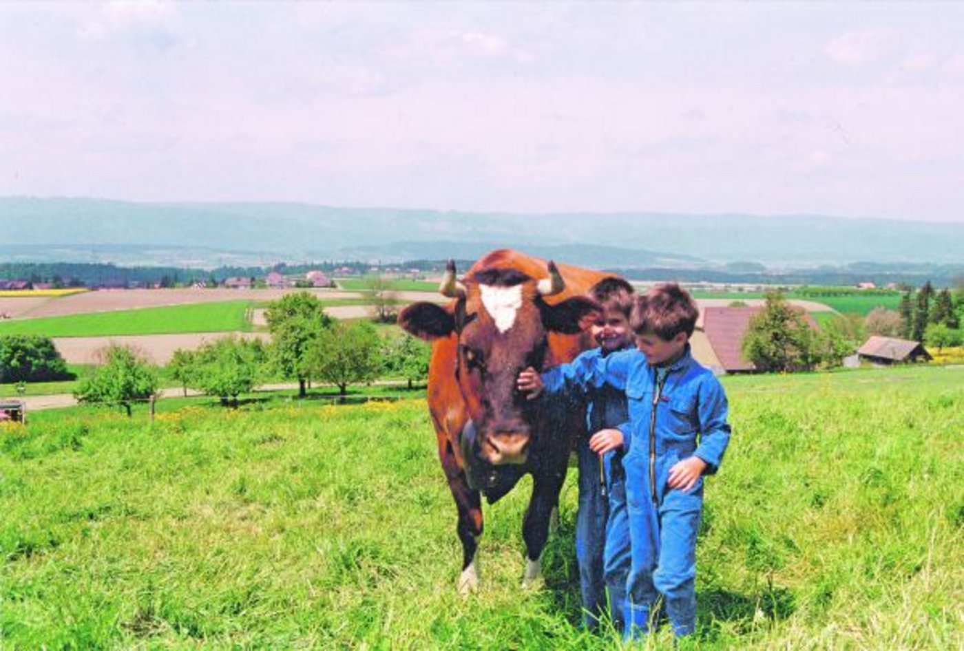 Wegen ein paar schwarzen Haaren am Kopf wurde die Red-Holstein-Kuh Trimbo Melissa in den 80er-Jahren aus dem Herdebuch ausgeschlossen. Trotzdem liebten die Grosskinder diese Kuh abgöttisch.