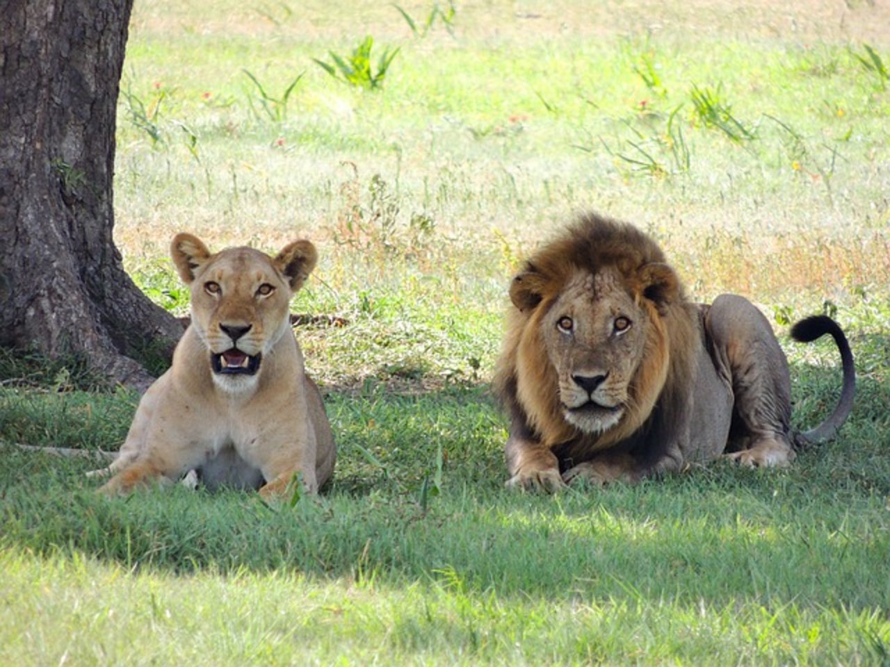 Löwen sollen einen toten Wilderer gefressen haben. (Symbolbild Pixabay)