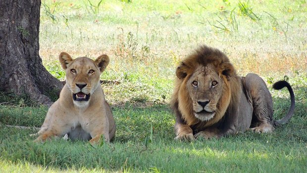 Löwen sollen einen toten Wilderer gefressen haben. (Symbolbild Pixabay)