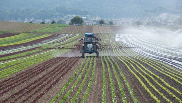 Seit den 70er-Jahren wird Chlorothalonil in der Landwirtschaft eingesetzt. Nun prüft der Bund ein Verbot des Pflanzenschutzmittels. (Symbolbild lid/ep)