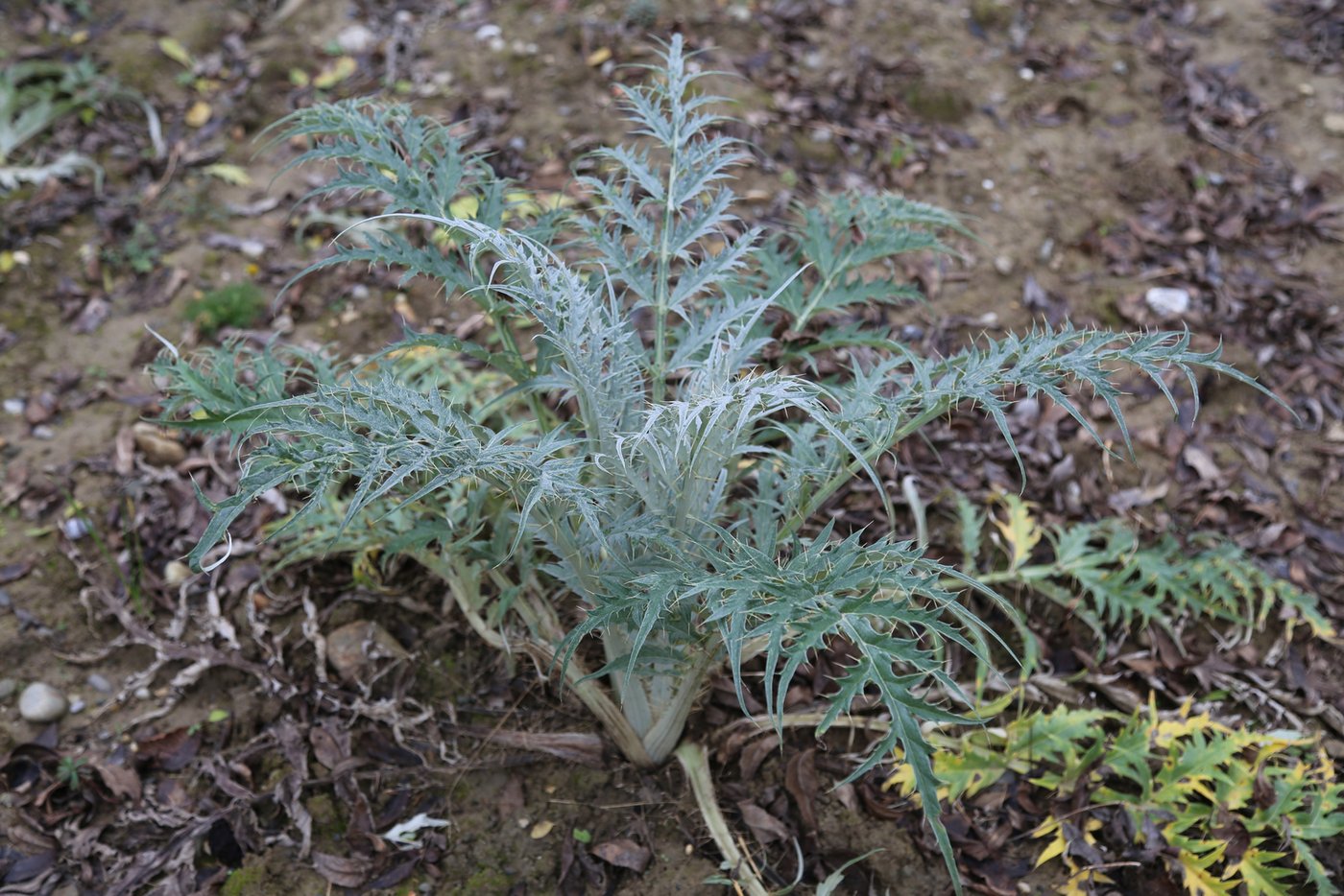 Kardy ist offensichtlich mit der Distel verwandt.
