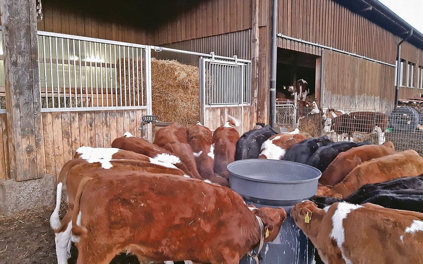 Der Andrang ist gross, wenn Selina Eberhard mit der Milkbar zu den Kälbern kommt.