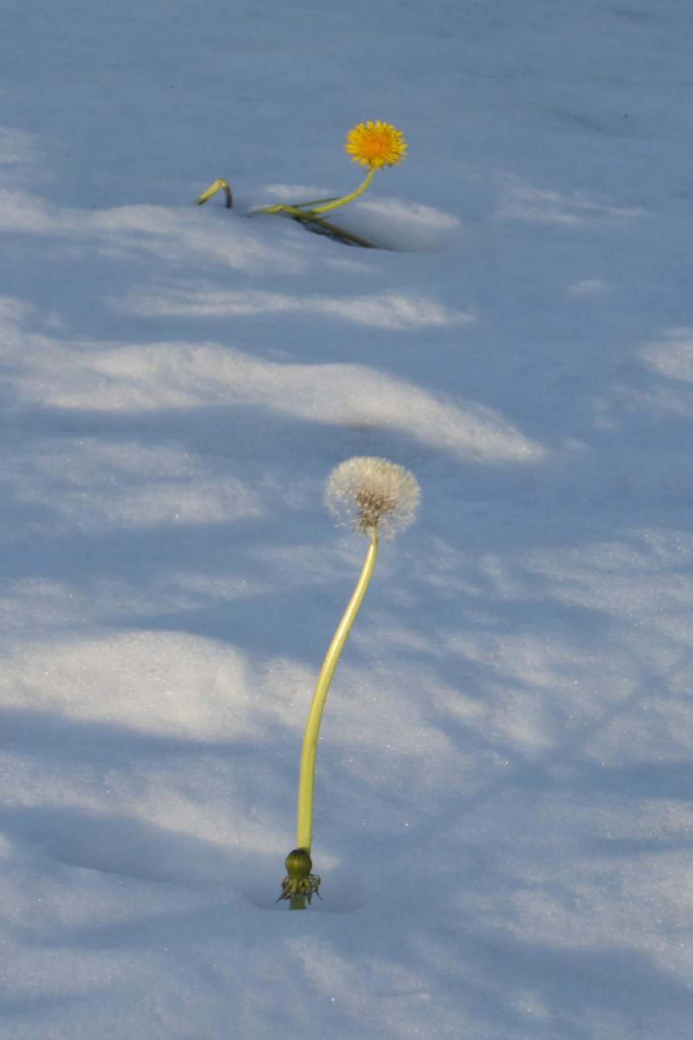 Zum Monatsende erfolgte ein weiterer Kälteeinbruch, der Schnee bis in die Niederungen brachte. Im Bild: Löwenzahn im Schnee auf dem Rossbüchel oberhalb Rorschach (SG). (Bild Andreas Walker)
