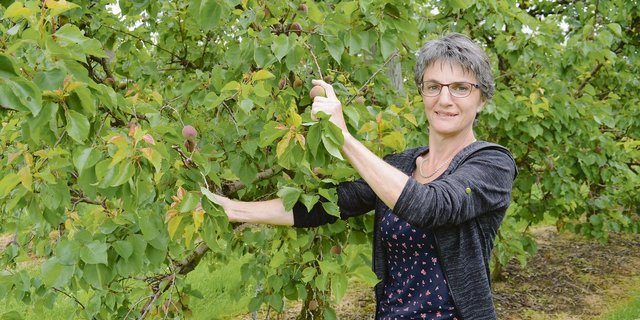 Sybille Stadler verbringt viel Zeit in der Aprikosenanlage. Zur Erntezeit ist sie aber auch stark mit der Direktvermarktung beschäftigt. Sie mag den Kontakt zu den Kunden.(Bild Isabelle Schwander)