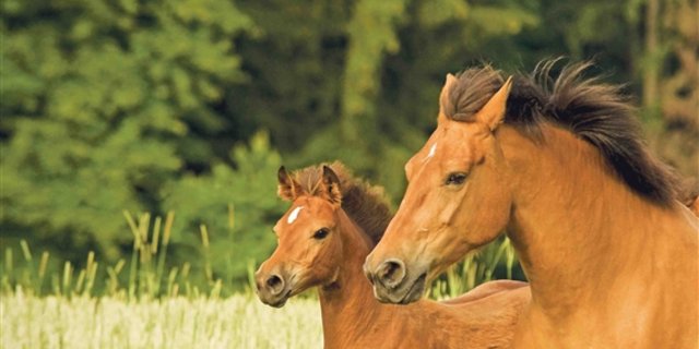 Trotz Förderung vom Bund gibt es immer weniger Freiberger. (Bild Helene Marti) 