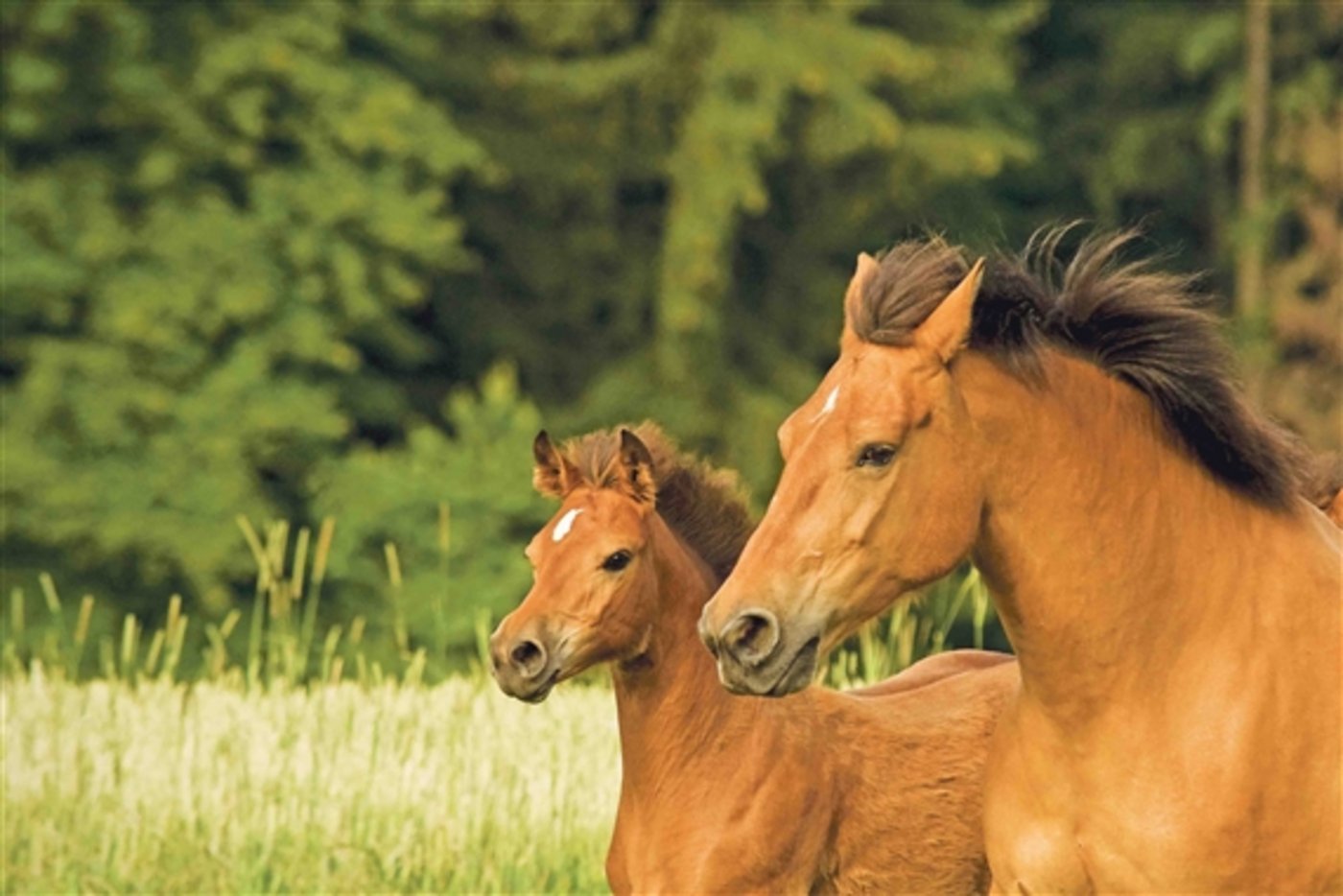 Trotz Förderung vom Bund gibt es immer weniger Freiberger. (Bild Helene Marti) 