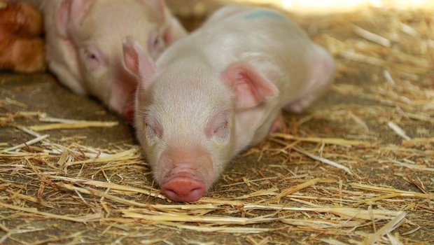 Nach der Trennung von der Mutter sind Ferkel anfällig auf Krankheitserreger. Angepasste Fütterung kann helfen, (Bild BauZ)