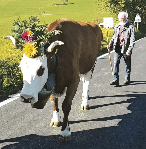 Die 15-jährige, 98-punktige Dario Amarylli von Beat und Werner Dürrenmatt, Riedstätt BE, hat eine aktuelle Lebensleistung von 120 702 kg Milch. Das Bild zeigt sie auf dem Heimweg der Herbstviehschau.(Bild bz)