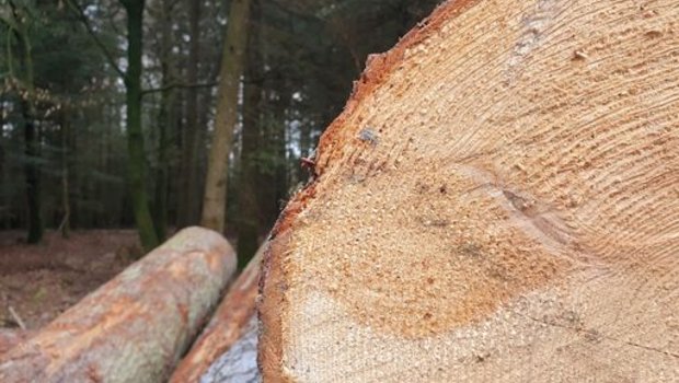 Die Wald- und Holzbranche ist einer der zentralen Pfeiler des Wandels von der erdölbasierten Wirtschaft hin zu einer Bioökonomie, in der nachwachsende Rohstoffe an die Stelle fossiler Ressourcen treten, so Lignum. (Bild ji)