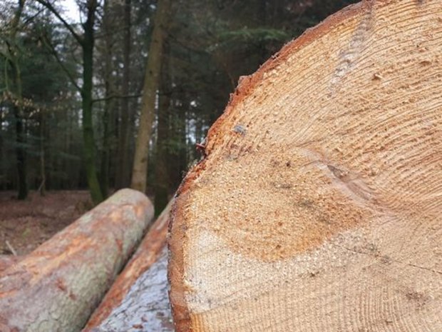 Die Wald- und Holzbranche ist einer der zentralen Pfeiler des Wandels von der erdölbasierten Wirtschaft hin zu einer Bioökonomie, in der nachwachsende Rohstoffe an die Stelle fossiler Ressourcen treten, so Lignum. (Bild ji)
