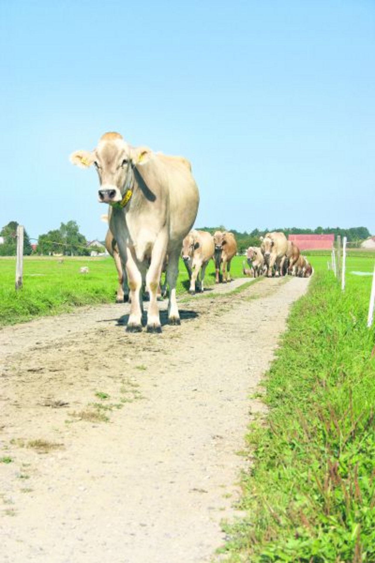 Kühe auf dem Weg zur Weide. Ein Argument für nachhaltige Milch. Emmi will dafür noch keinen höheren Preis garantieren. (Bild BauZ)