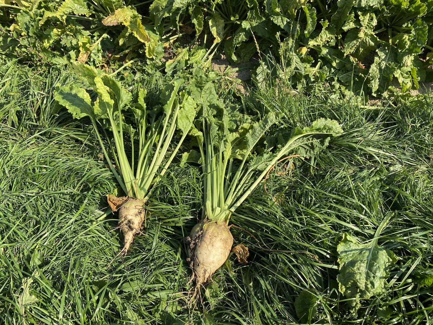 Der Unterschied einer gesunden Rübe (rechts) zu einer mit der virösen Vergilbung infizierten Rübe ist enorm. Der SVZ geht von Ertragsverlusten bis zu 50 Prozent in diesem Jahr aus. (Bilder Katrin Erfurt)