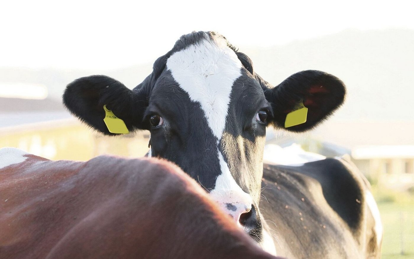 Holstein Switzerland ist dabei, ihre Daten in die Qualitas-Datenbank zu integrieren. «Keine einfache Sache», wie Direktor Michel Geinoz einräumt.