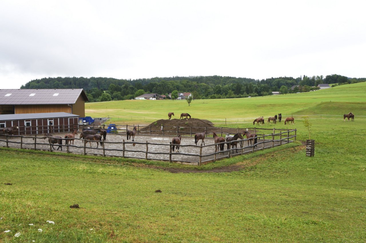 Pferde und Fohlen verbringen viel Zeit auf der Weide.