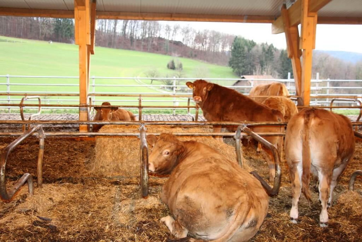 Auf dem Schlachtkuhmarkt ist die Marktlage sehr gut. (Bild rü)