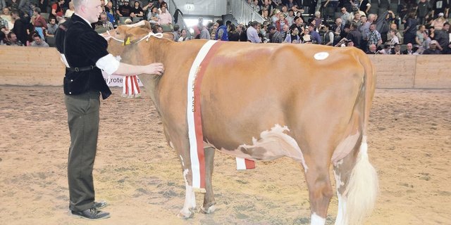 Schwarzbach Aslan Hanova von Urs und Florian Matter aus Rubigen BE anlässlich der Bernischen Eliteschau 2023. Hanova wurde dort Miss SF und zur Miss BEA gekürt. 