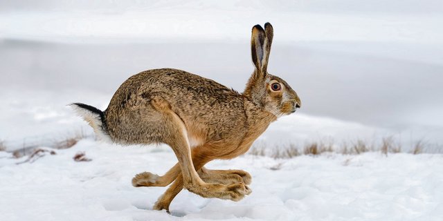 Bauten und fehlende ökologisch wertvolle Strukturen machen ihm seinen Lebensraum streitig. Bund und Kantone wollen dem Feldhasen auf der Ackerfläche nun mehr Platz einräumen. (Bild Adobe Stock)