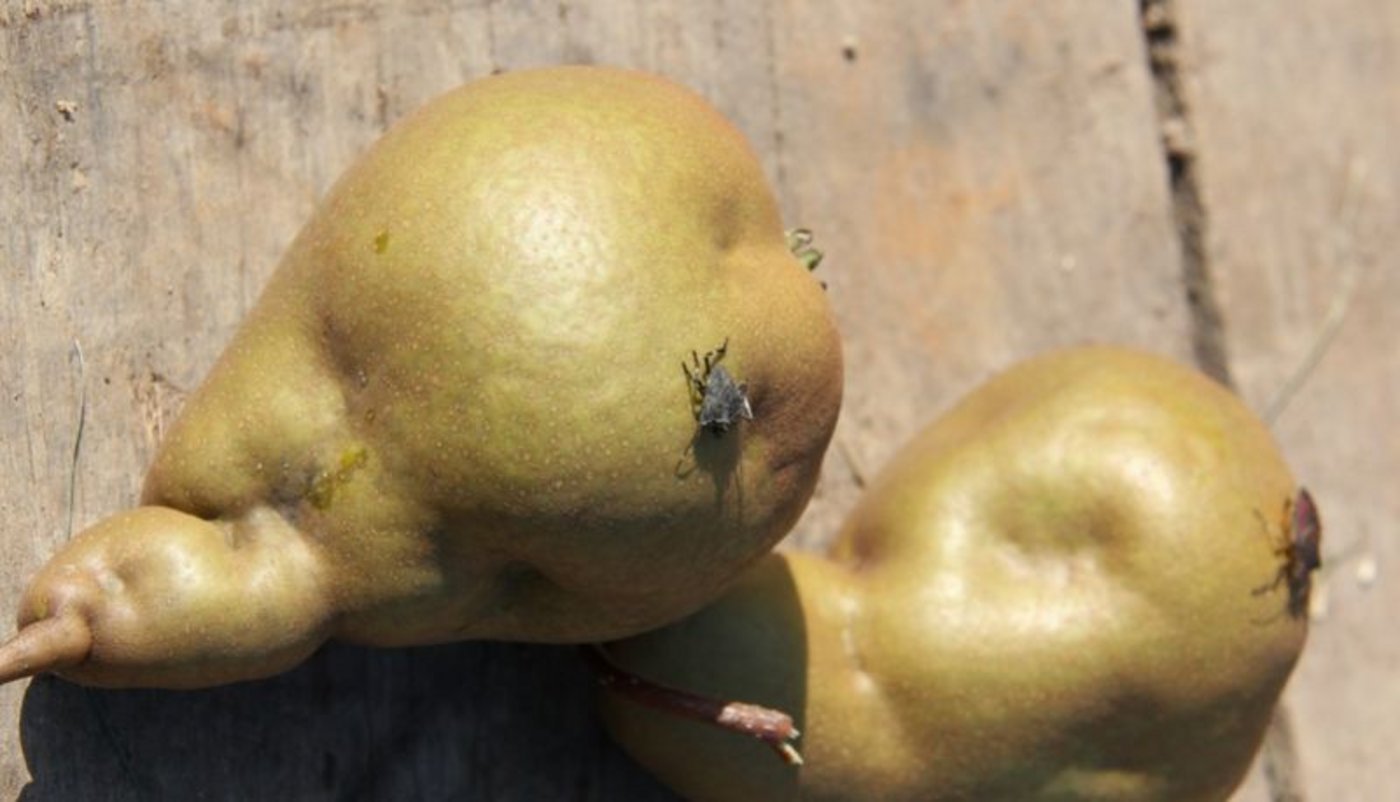 Die Marmorierte Baumwanze wird die Obstproduzentinnen und -produzenten vermutlich noch länger auf Trab halten. Im Kanton Zürich laufen Versuche zur Bekämpfung mit Samuraiwespen. (Bild SOV) 