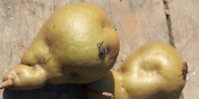 Die Marmorierte Baumwanze wird die Obstproduzentinnen und -produzenten vermutlich noch länger auf Trab halten. Im Kanton Zürich laufen Versuche zur Bekämpfung mit Samuraiwespen. (Bild SOV) 