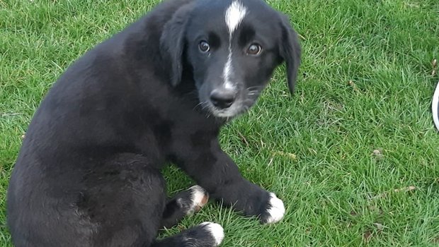 Die Wahl des jungen Hundes sollte in Zusammenhang mit der Aufgabe stehen, die der Hund einmal hat. (Bild aw)