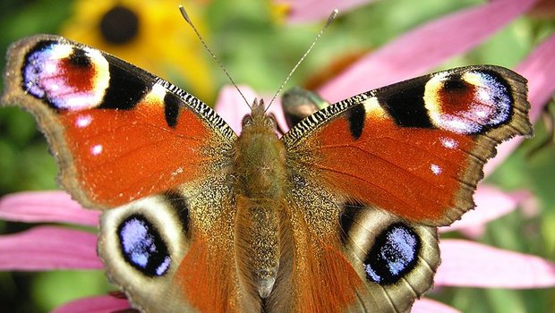 Schmetterlinge sind zwischen 2003 und 2010 ganze 38 Meter in die Höhe «gewandert». (Bild: Beentree)