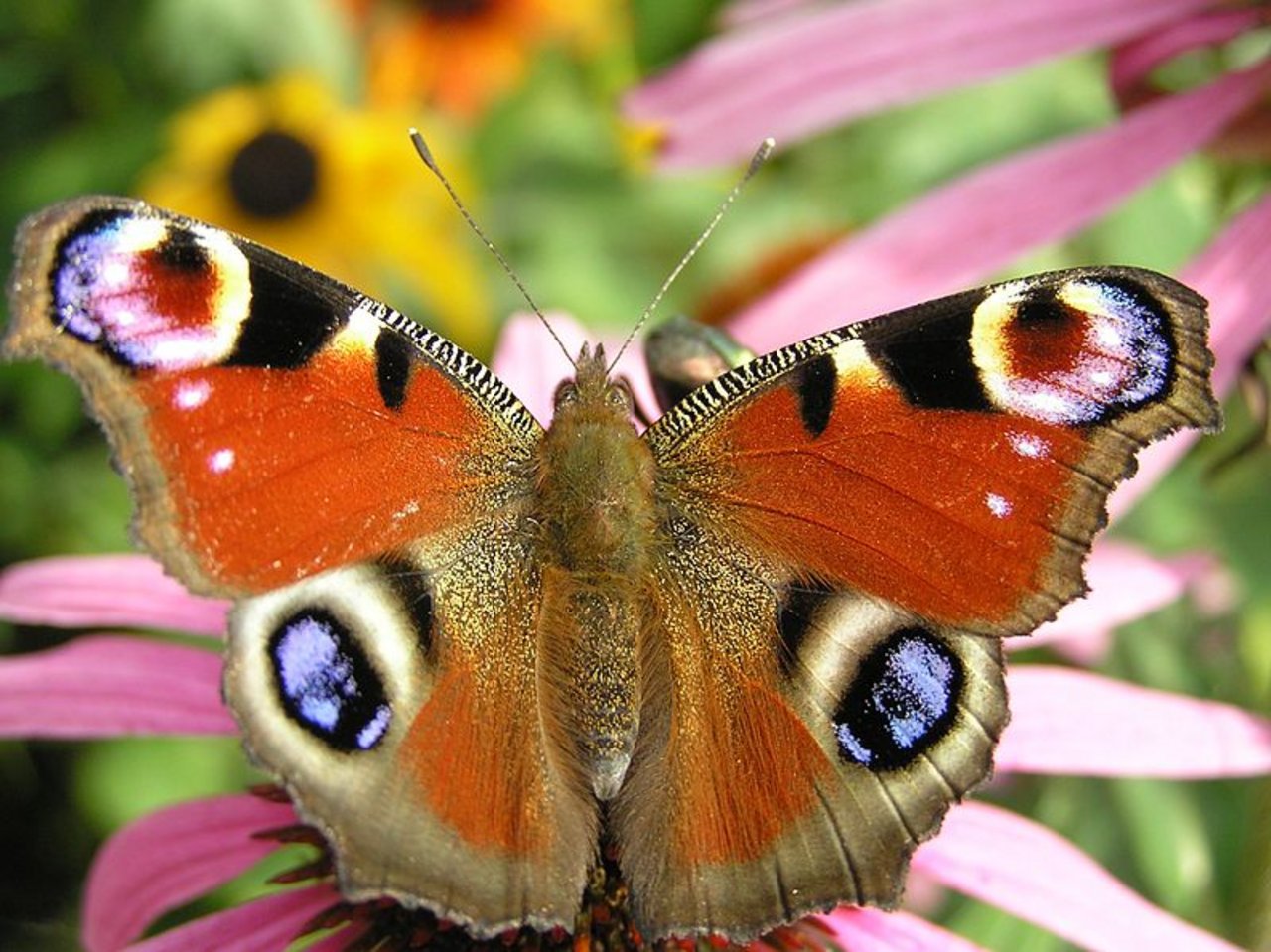 Schmetterlinge sind zwischen 2003 und 2010 ganze 38 Meter in die Höhe «gewandert». (Bild: Beentree)
