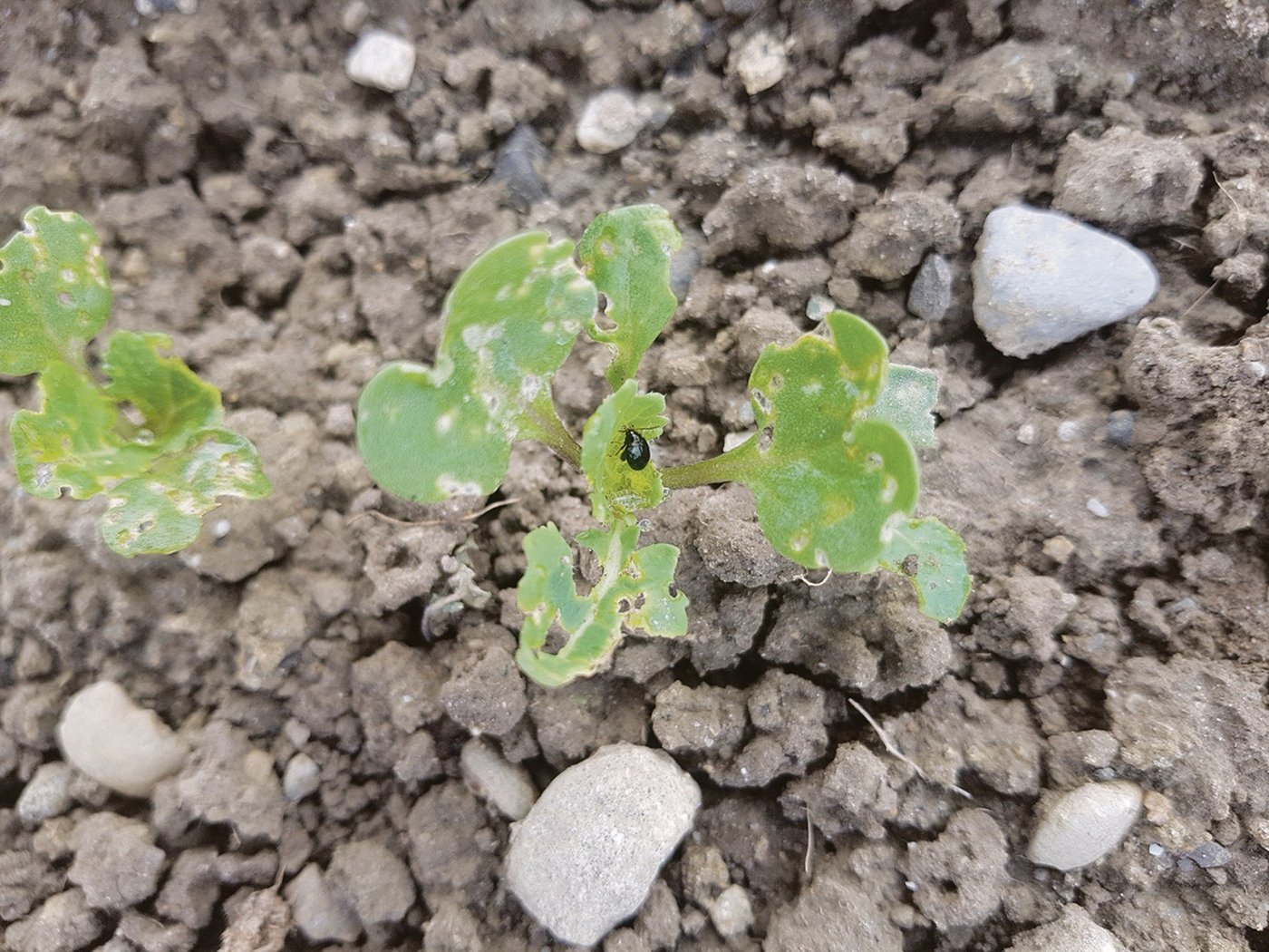 Durch die kalten Temperaturen und die Behandlungen hat der Stängelrüssler-Druck im Raps abgenommen. Die Kontrolle auf Einstiche sollte deshalb aber nicht vernachlässigt werden. (Bild Markus Hochstrasser)
