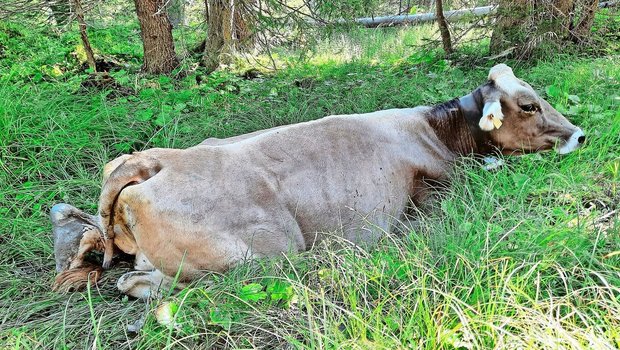 Keine Chance: Kuh Fl Keine Chance: Kuh Flurin steckt im Schlamm fest. Ohne Bergung durch den Helikopter wird es nicht gehen. Somit ist Flurin die zweite Kuh, die diesen Alpsommer ausgeflogen wird.