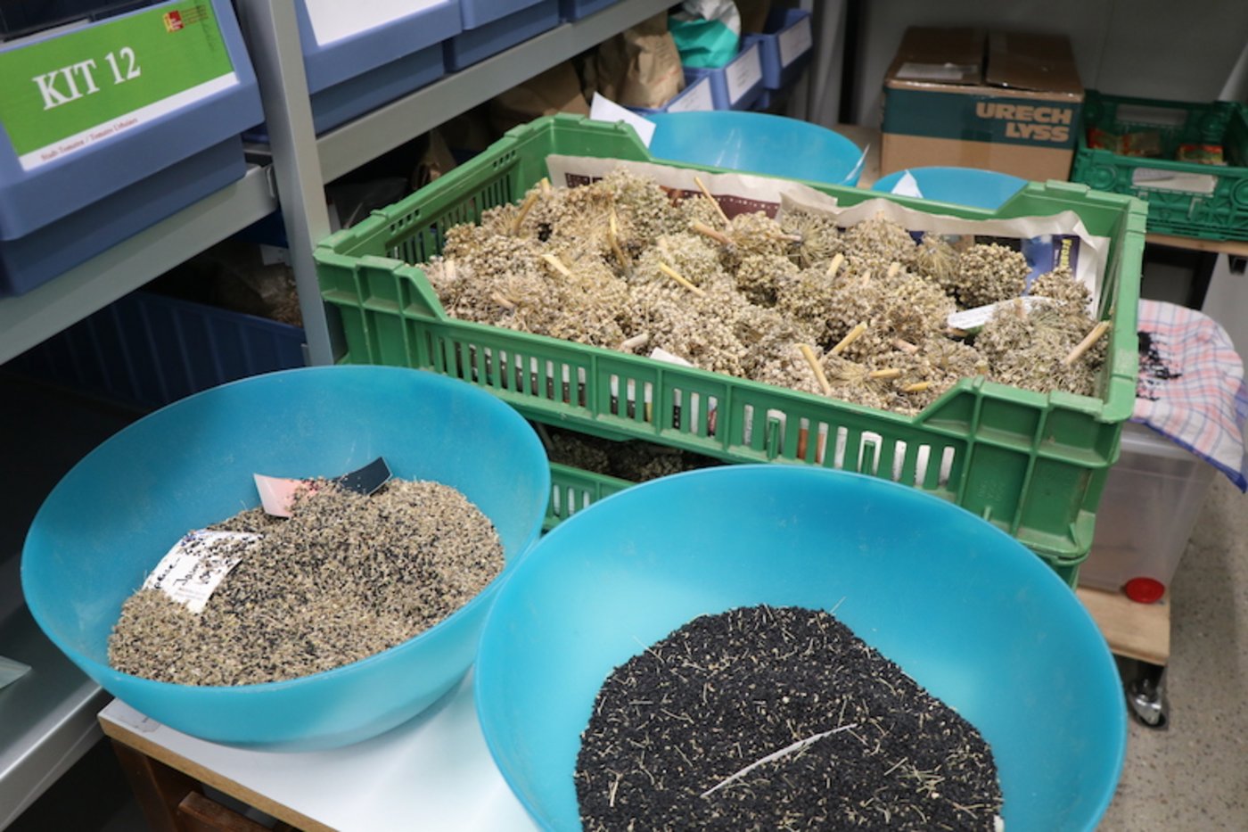 Die Samenbibliothek ist übersichtlich aufgebaut und weist eine konstante Raumtemperatur von 15 Grad Celsius auf. 