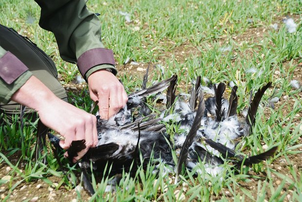 Fachmann Hüsler rupft eine tote Krähe inmitten der Parzelle als Abschreckung. Dies kann und darf auch ein Landwirt. (Bilder aem)