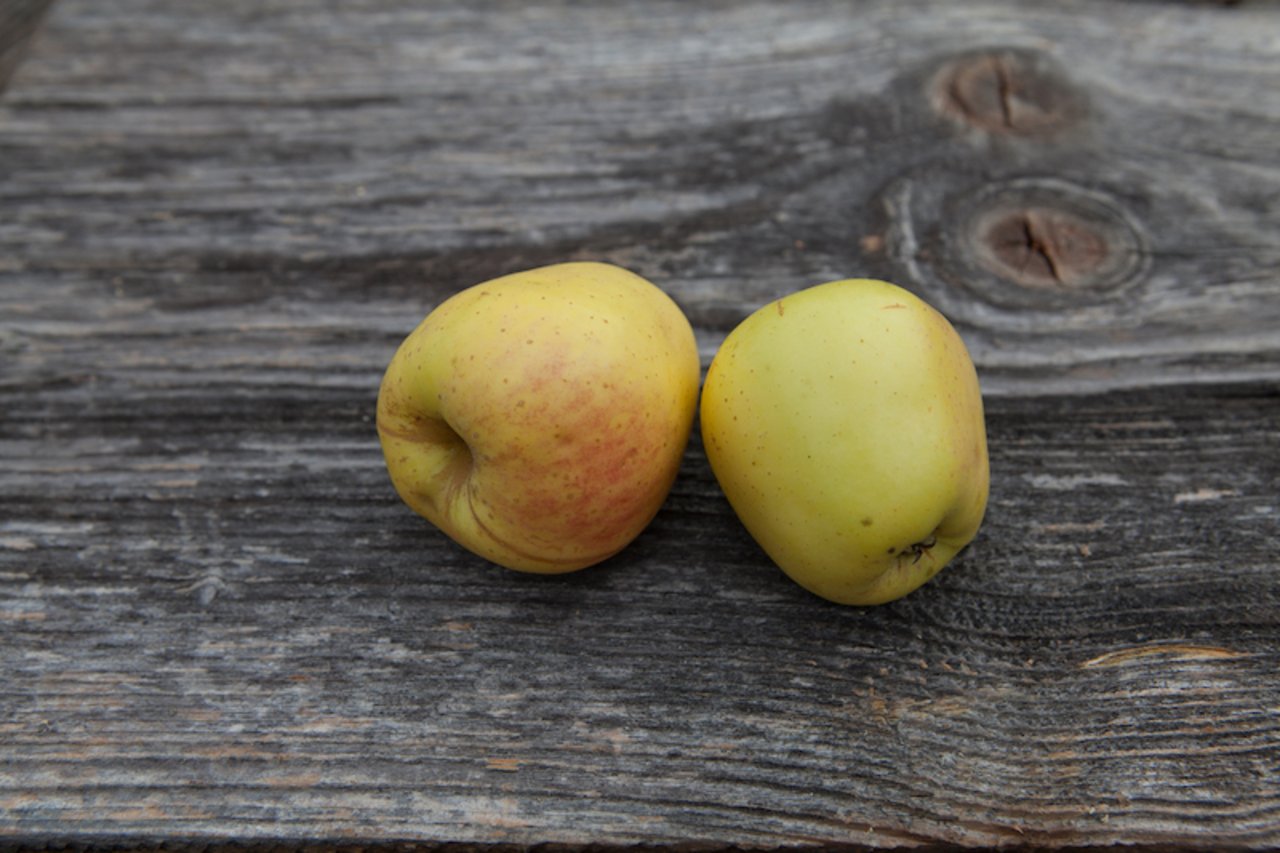Die säuerlichen Glockenäpfel bleiben noch lange knackig und frisch, wenn andere Lageräpfel bereits schrumpeln. (Bild Pro Specie Rara)