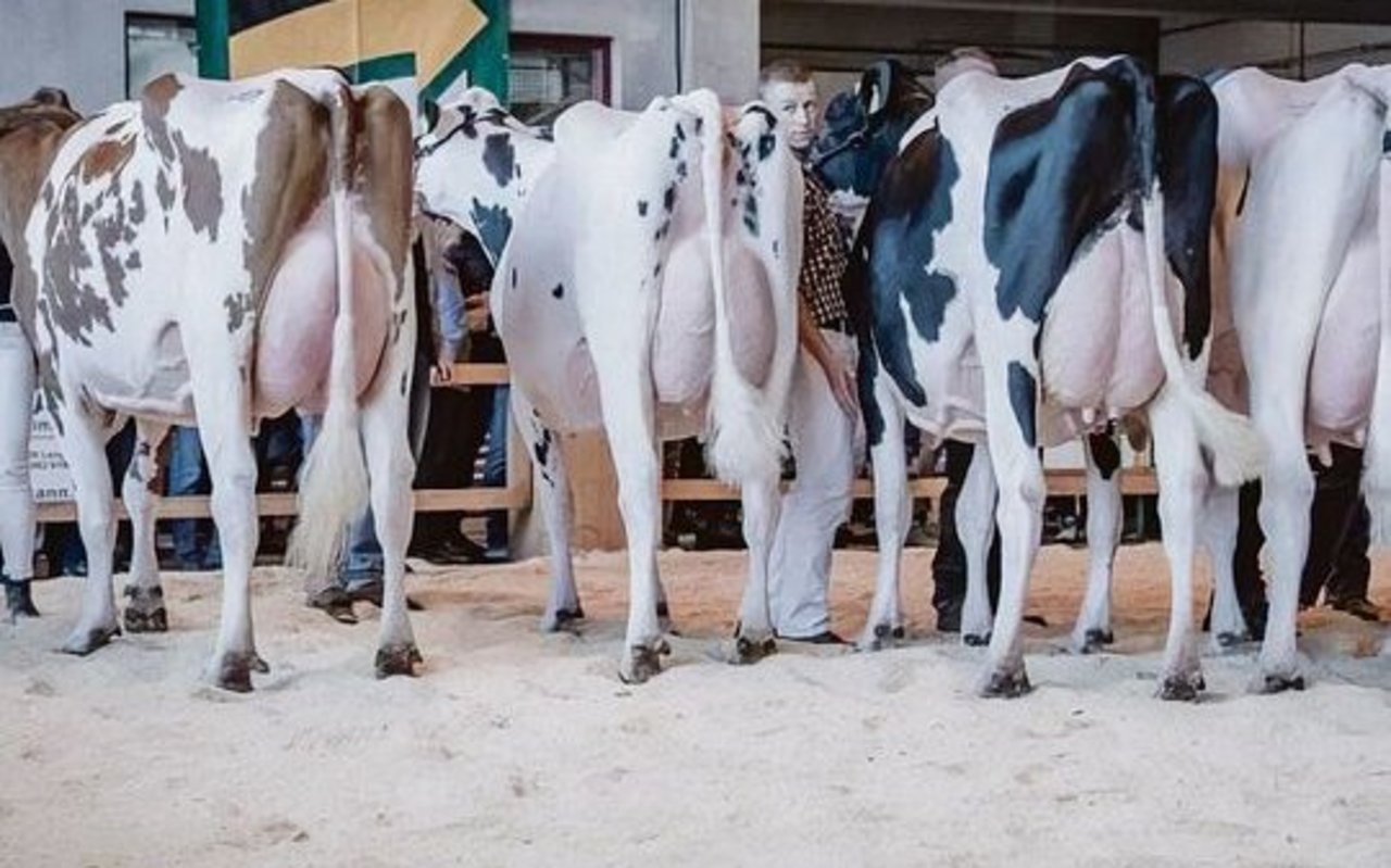 Links ist Chastels Aspen Nadege von Elianes Praktikumsbetrieb zu sehen.