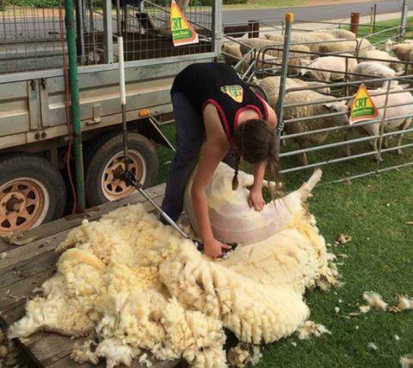 Die wettkampfmässige Schafschur gibt es schon seit 150 Jahren. Bisher mussten die Frauen direkt gegen die Männer antreten. (Bild Facebook)