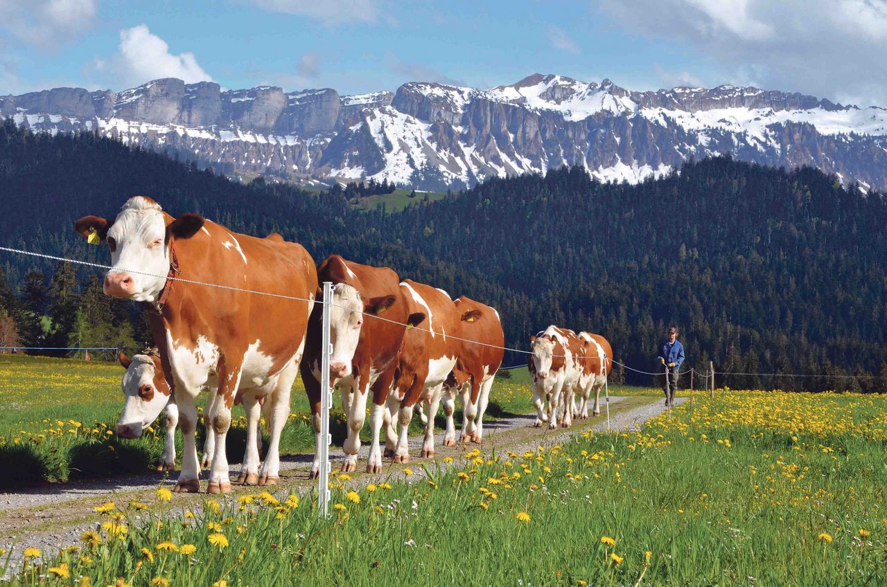 Das Bild von Kühen und Bergen könnte mit der GMF-Strategie verstärkt und somit beim Konsumenten verankert werden. Die Marke Schweiz ist jetzt schon weltweit bekannt. An ihr muss weiter gearbeitet werden. (Bild Aline Küenzi)