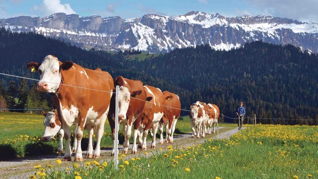 Das Bild von Kühen und Bergen könnte mit der GMF-Strategie verstärkt und somit beim Konsumenten verankert werden. Die Marke Schweiz ist jetzt schon weltweit bekannt. An ihr muss weiter gearbeitet werden. (Bild Aline Küenzi)
