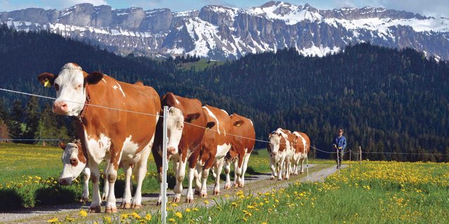 Das Bild von Kühen und Bergen könnte mit der GMF-Strategie verstärkt und somit beim Konsumenten verankert werden. Die Marke Schweiz ist jetzt schon weltweit bekannt. An ihr muss weiter gearbeitet werden. (Bild Aline Küenzi)