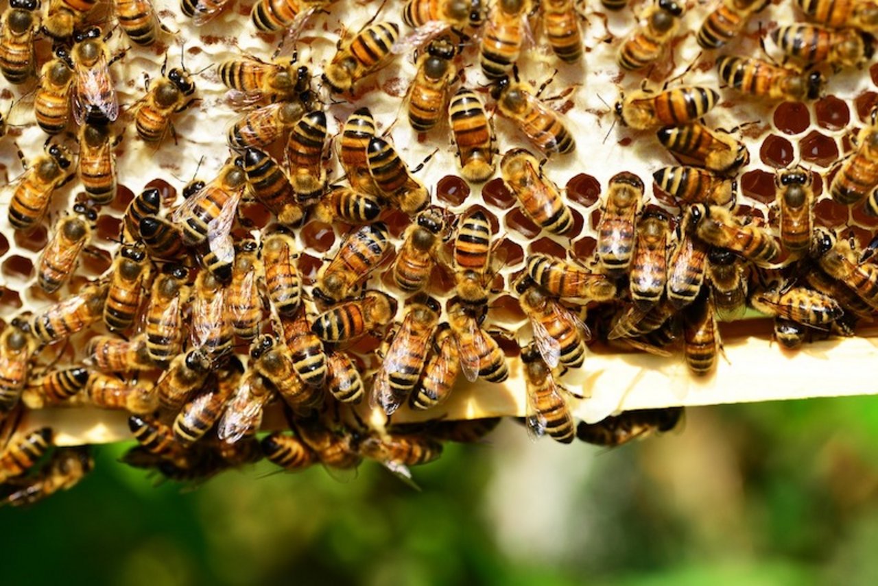 Im Kampf gegen das Bienensterben soll sich auch der Kanton Wallis engagieren. (Symbolbild Pixabay)