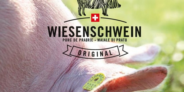 "Wiesenschweine" haben Auslauf und vielfältige Beschäftigungsmöglichkeiten. Oliver Hess hatte einige Hindernisse zu überwinden, auf dem Weg zu einem würdevolleren Schweineleben. (Bild Falzprospekt "Wiesenschweine")