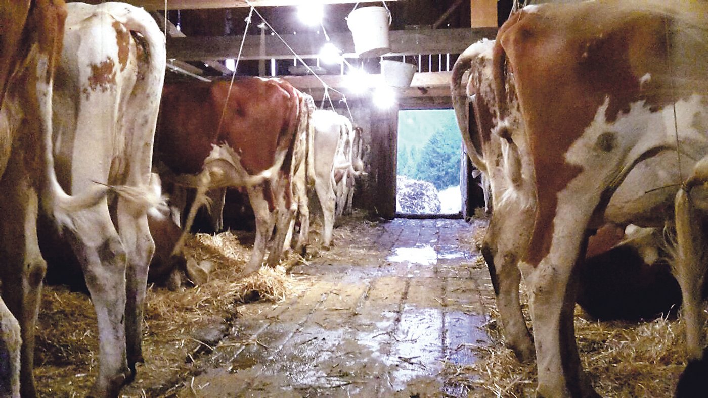 Der Stall bei der Vorweide.